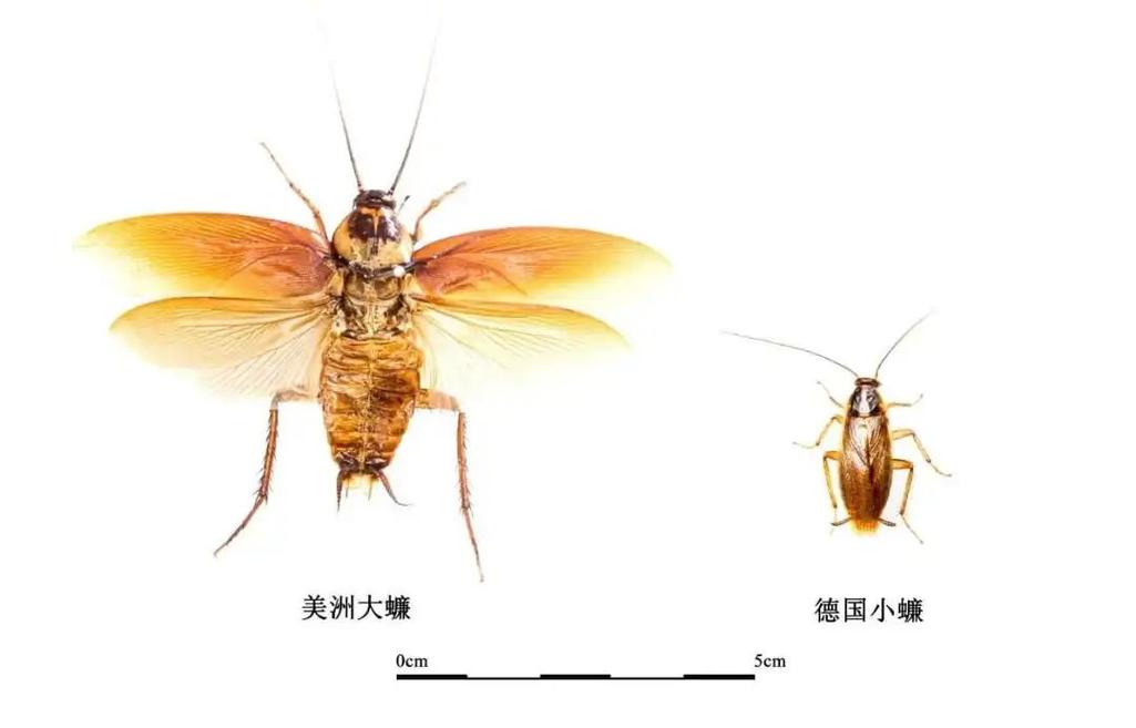 王中王493333特马王中王和北京现带翅膀大蟑螂与北方带翅膀的蟑螂