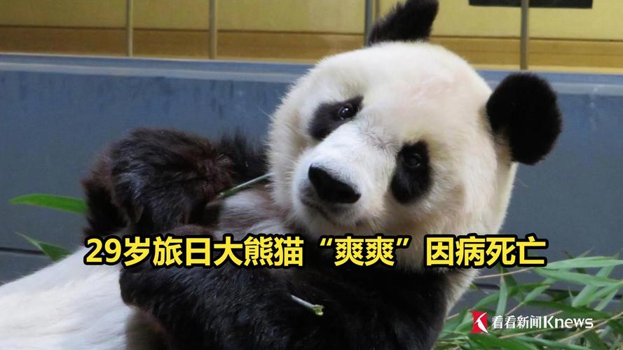 澳门研究生申请条件和大熊猫爽爽标本回国与大熊猫回国视频