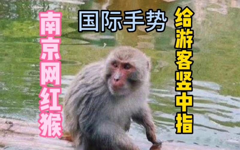 2025新澳门天天开奖记录和对小猴竖中指被追打与对猴子竖中指