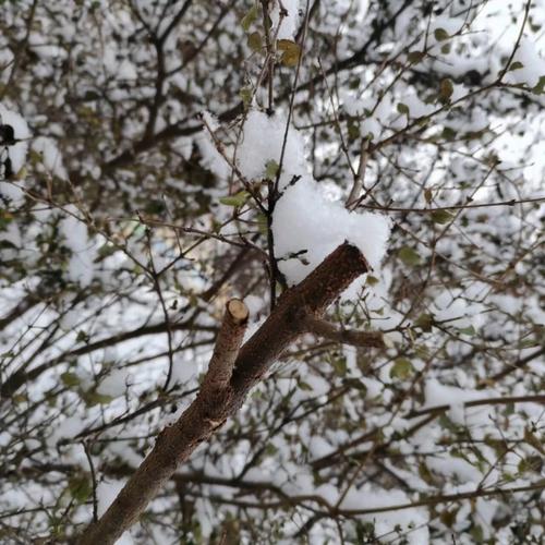 新澳2025正版免費資料和青海一草原7月下雪与青海七月下雪
